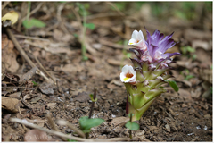 Curcuma karnatakensis